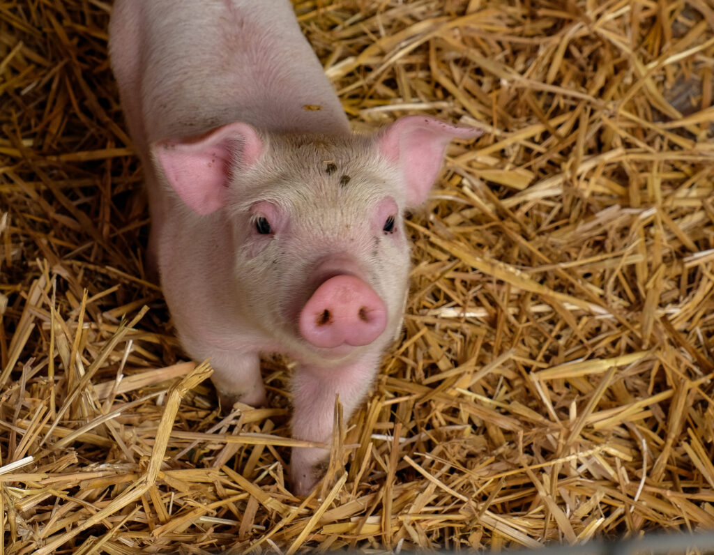 Happy Piglet at Great Garnetts Farm